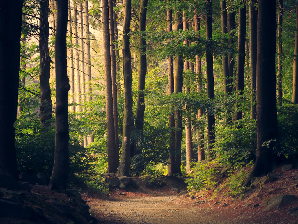 Sentier en forêt — protection de l’environnement